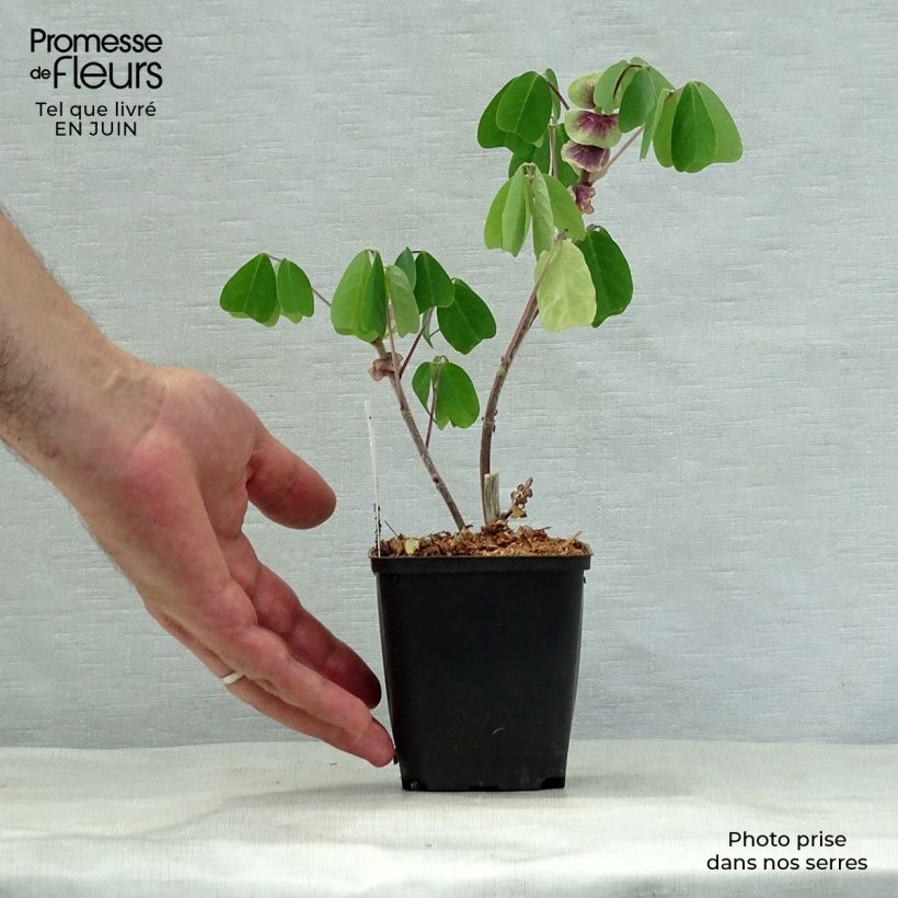Exemplar von Amicia zygomeris - Jochblättrige Amicia Kleine Töpfe von 8/9 cm wie im Sommer geliefert