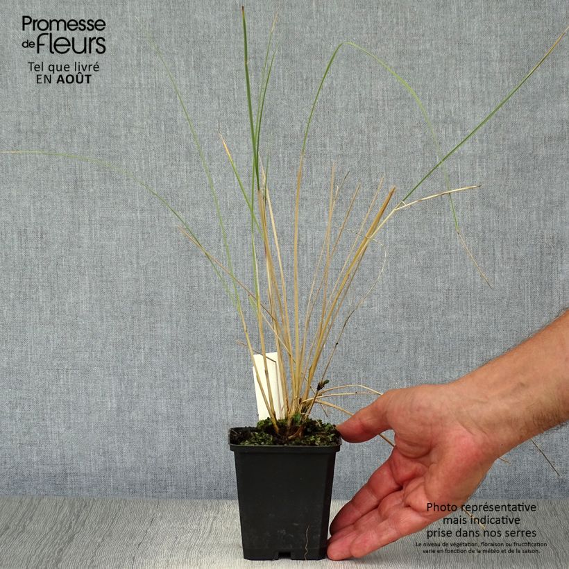 Exemplar von Ammophila arenaria - Strandhafer Kleine Töpfe von 8/9 cm wie im Sommer geliefert