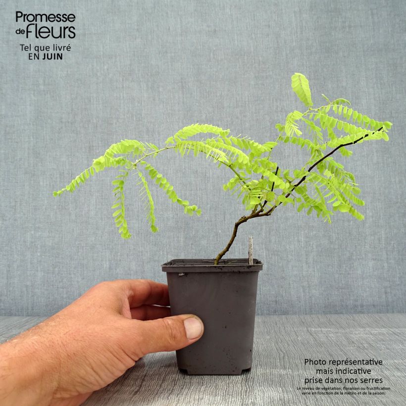 Exemplar von Amorpha canescens - Bleibusch Kleine Töpfe von 8/9 cm wie im Sommer geliefert