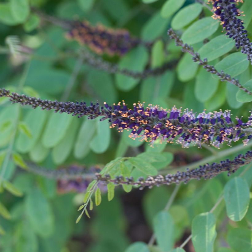 Amorpha ouachitensis (Blüte)