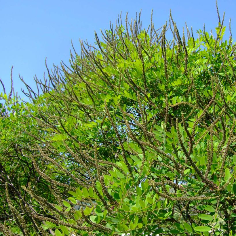 Amorpha ouachitensis (Hafen)