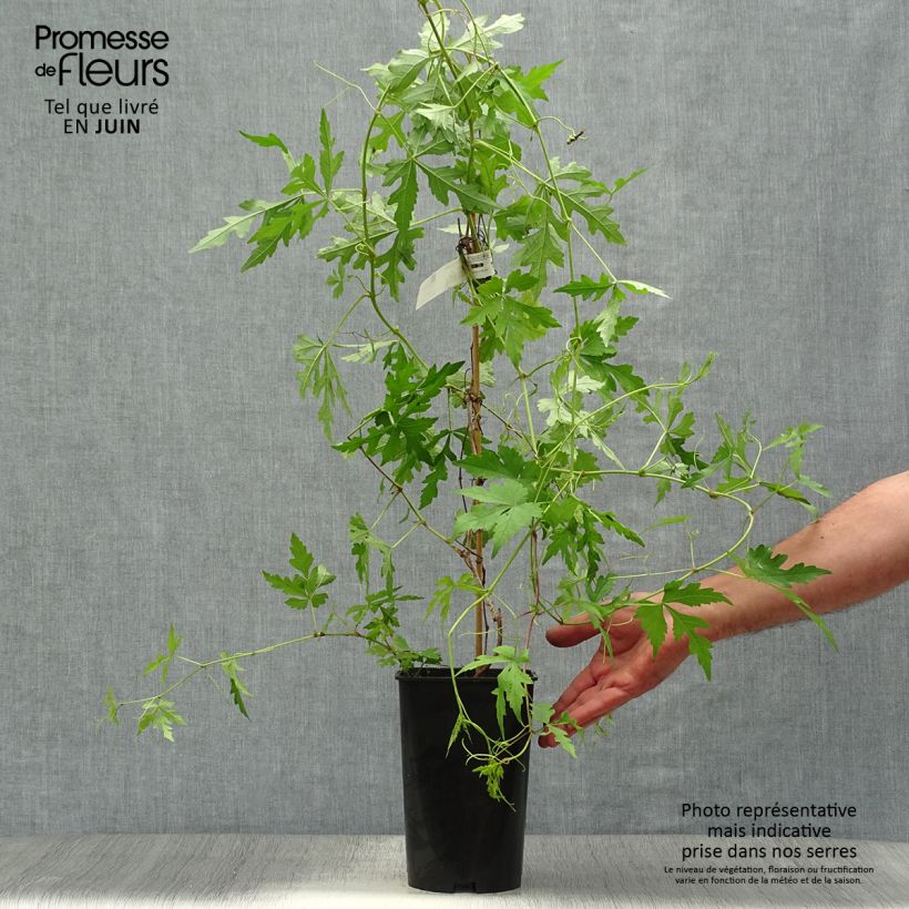 Exemplar von Ampelopsis aconitifolia - Scheinrebe Topf mit 2L/3L wie im Sommer geliefert