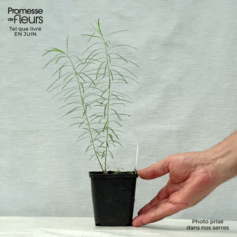 Exemplar von Amsonia hubrichtii - Amsonie Kleine Töpfe von 8/9 cm wie im Sommer geliefert