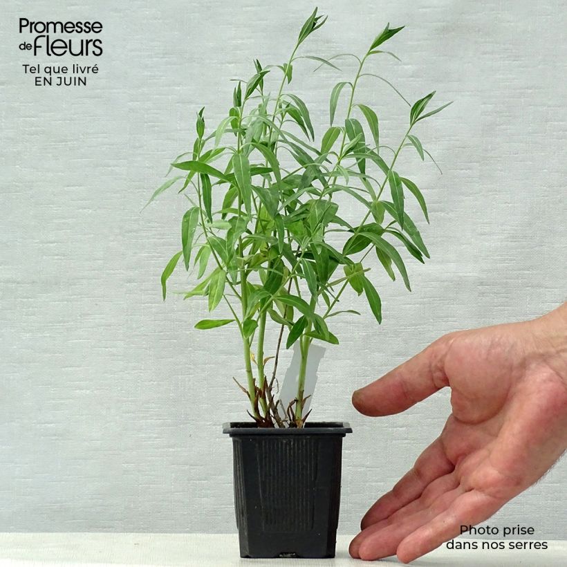 Exemplar von Amsonia tabernaemontana var. salicifolia - Amsonie Kleine Töpfe von 8/9 cm wie im Sommer geliefert
