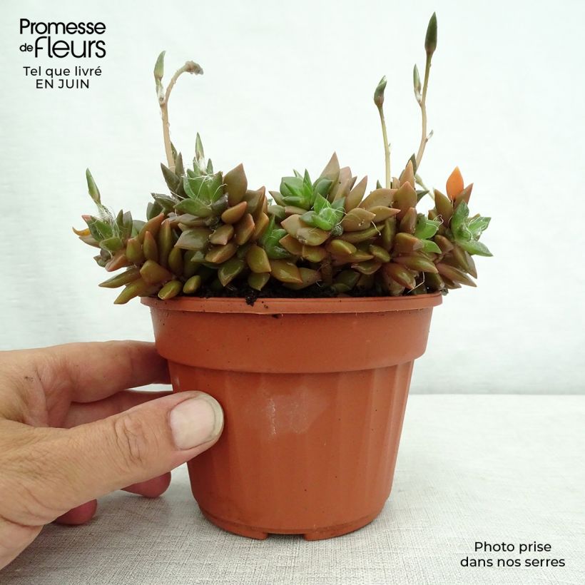Exemplar von Anacampseros filamentosa - Liebesröschen Topf 12 cm / 13 cm wie im Sommer geliefert