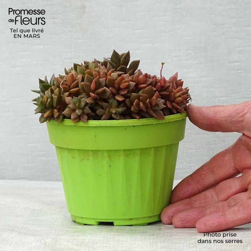Exemplar von Anacampseros filamentosa - Liebesröschen Topf 12 cm / 13 cm wie im Frühjahr geliefert