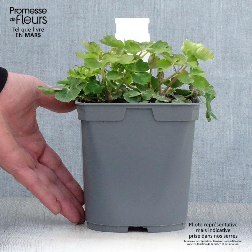 Exemplar von Aquilegia Clementine Blue - Garten-Akelei Topf mit 2L/3L wie im Frühjahr geliefert