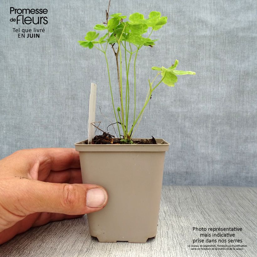 Exemplar von Aquilegia Clementine White - Garten-Akelei Kleine Töpfe von 8/9 cm wie im Sommer geliefert