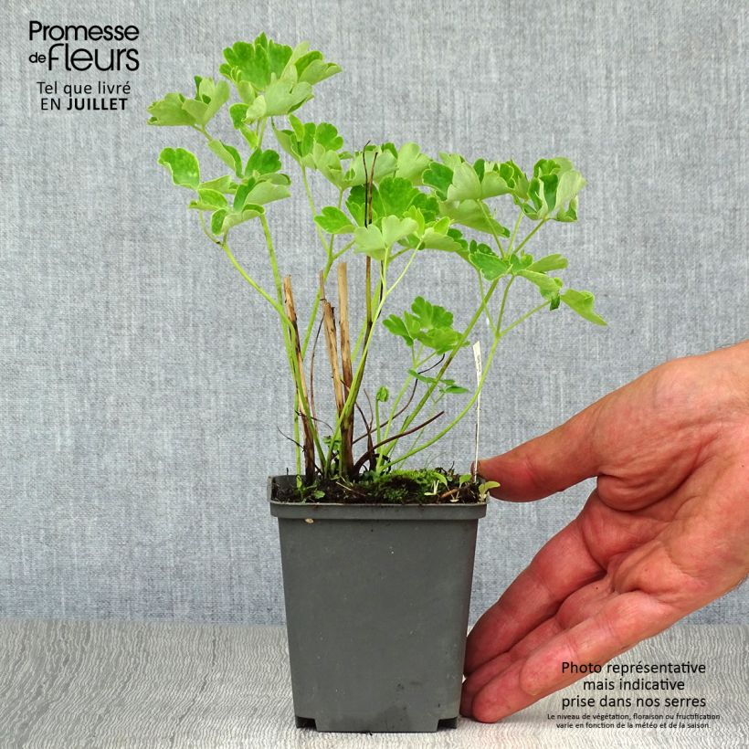 Exemplar von Aquilegia vulgaris clematiflora Green Apples - Garten-Akelei Kleine Töpfe von 8/9 cm wie im Sommer geliefert