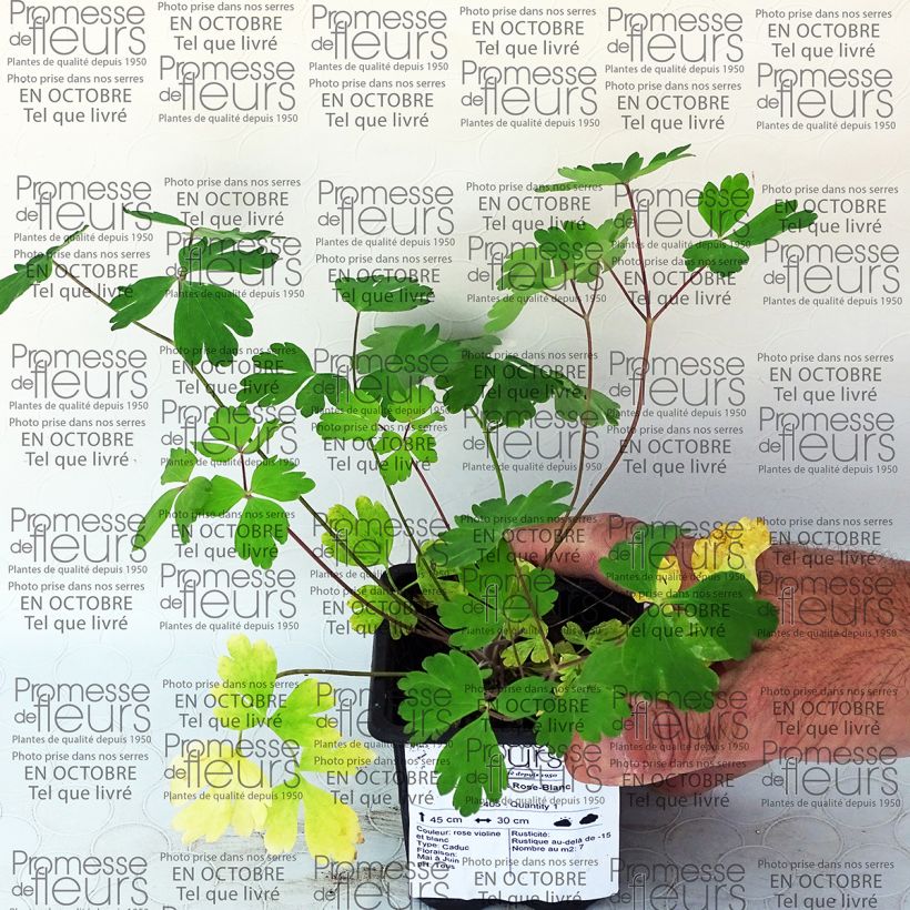 Beispiel eines Exemplars von Aquilegia Musik Rose Blanc - Garten-Akelei Kleine Töpfe von 7/8 cm wie geliefert