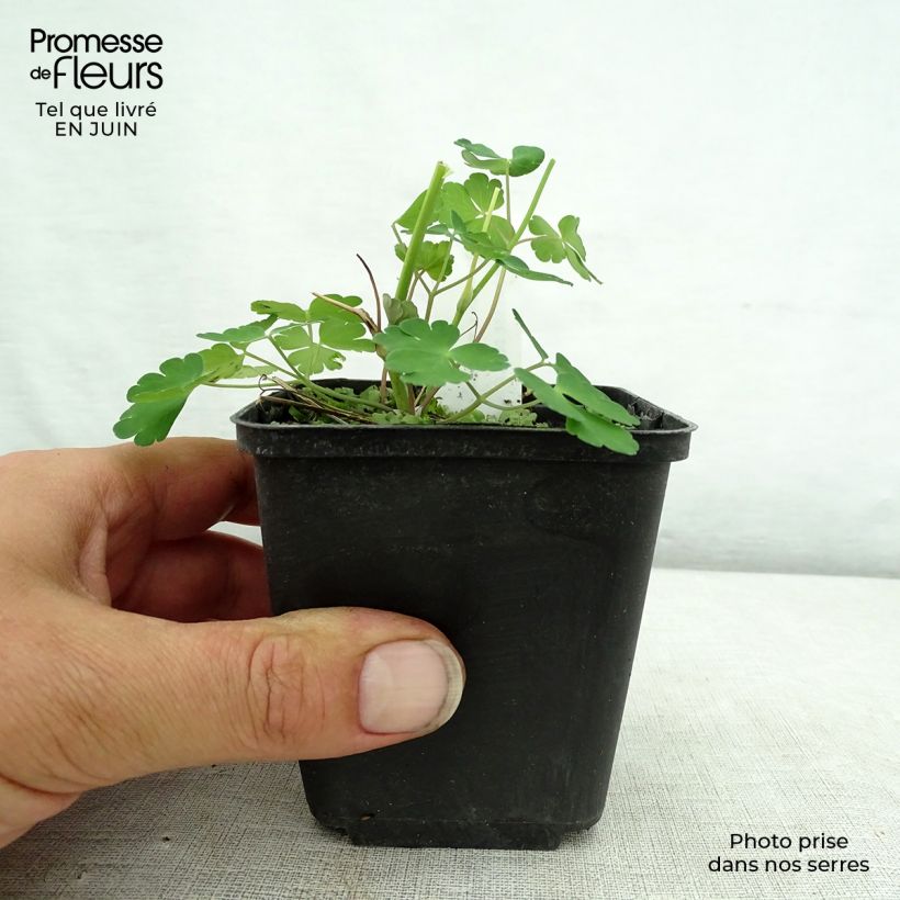 Exemplar von Aquilegia Winky Double Dark Blue White - Kurzspornige Akelei Kleine Töpfe von 8/9 cm wie im Sommer geliefert