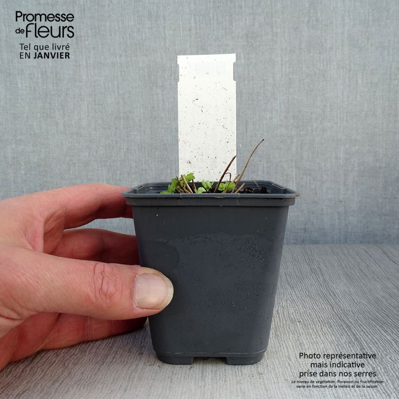 Exemplar von Aquilegia Winky White and White - Kurzspornige Akelei Kleine Töpfe von 8/9 cm wie im Winter geliefert