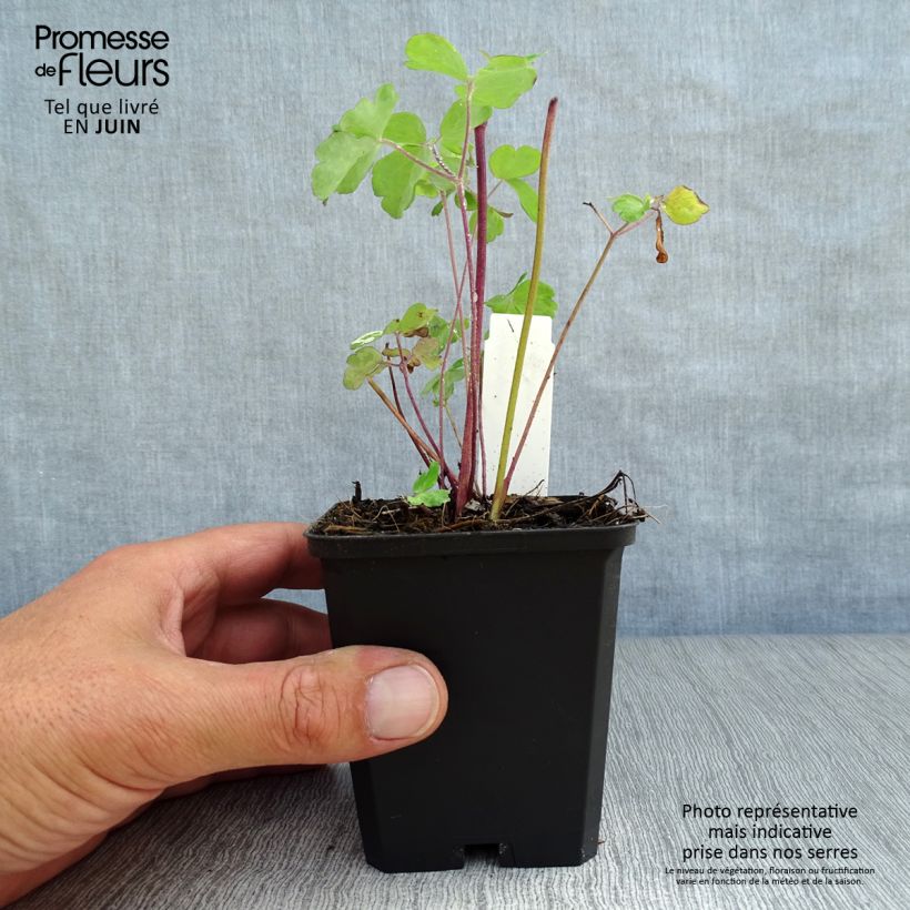 Exemplar von Aquilegia alpina - Alpen-Akelei Kleine Töpfe von 8/9 cm wie im Sommer geliefert
