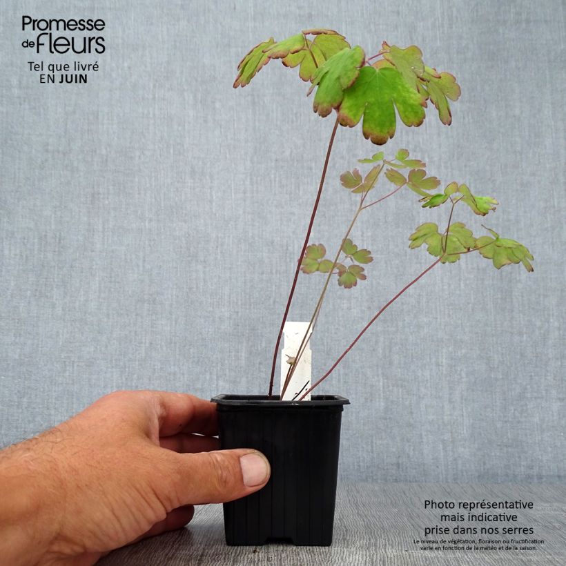 Exemplar von Aquilegia canadensis - Kanadische Akelei Kleine Töpfe von 8/9 cm wie im Sommer geliefert