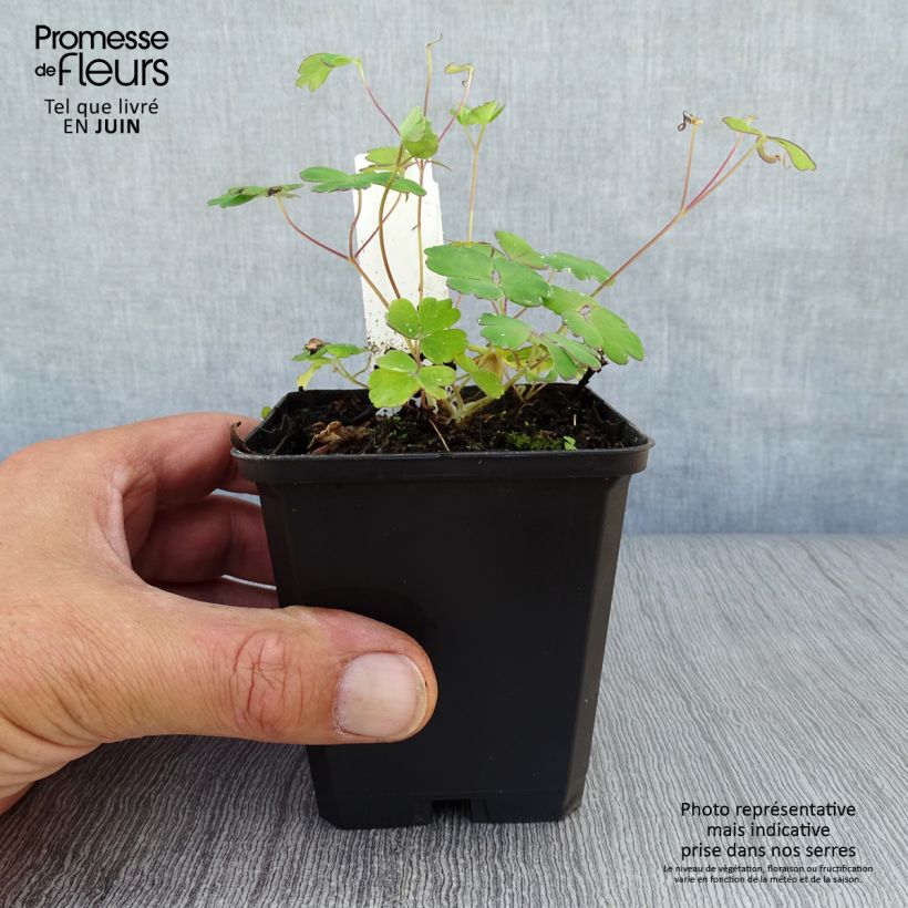 Exemplar von Aquilegia flabellata Ministar - Zwerg-Akelei Kleine Töpfe von 8/9 cm wie im Sommer geliefert