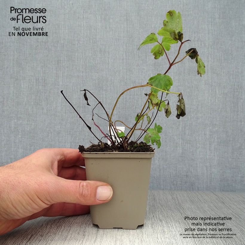 Exemplar von Aquilegia Ruby Port - Gefüllte Akelei Kleine Töpfe von 8/9 cm wie im Herbst geliefert