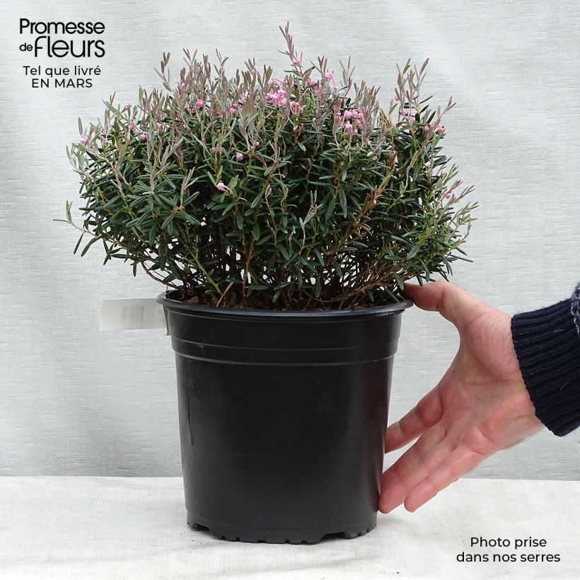 Exemplar von Andromeda polifolia Blue Lagoon - Sumpfrosmarin Topf mit 2L/3LGelieferte Höhe ca. 20/25cm wie im Frühjahr geliefert
