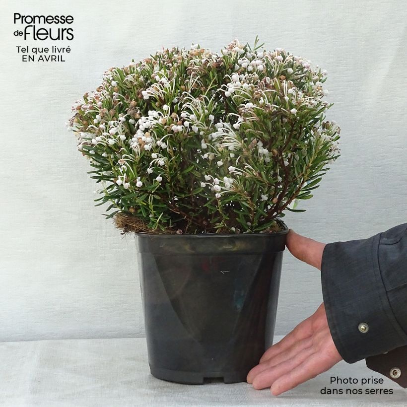 Exemplar von Andromeda polifolia Compacta - Sumpfrosmarin Topf mit 2L/3LGelieferte Höhe ca. 20/25cm wie im Frühjahr geliefert