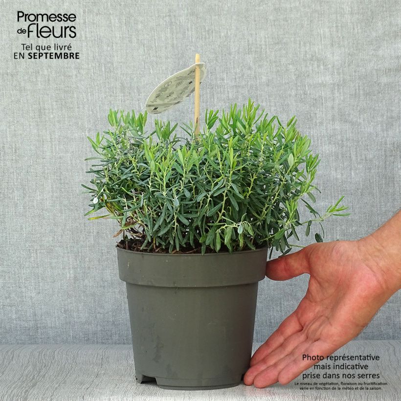 Exemplar von Andromeda polifolia Blue Ice - Sumpfrosmarin Topf mit 4L/5L wie im Herbst geliefert