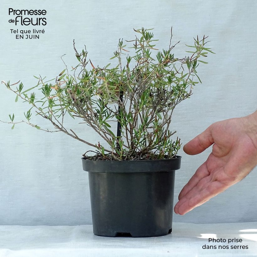 Exemplar von Andromeda polifolia Nikko - Sumpfrosmarin Topf mit 2L/3L wie im Sommer geliefert