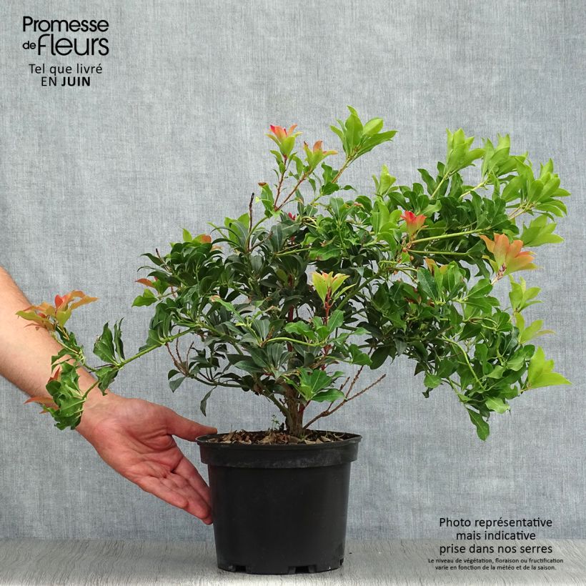 Exemplar von Schattenglöckchen Mountain Fire - Pieris japonica Topf mit 4L/5L wie im Sommer geliefert
