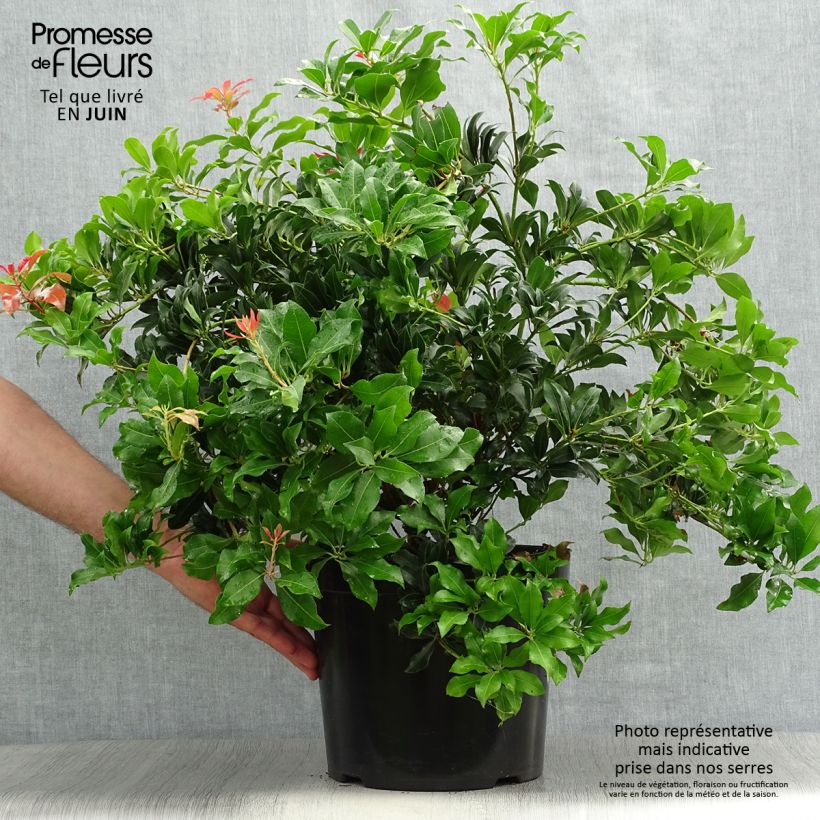 Exemplar von Schattenglöckchen Mountain Fire - Pieris japonica Topf mit 7,5L/10L wie im Sommer geliefert