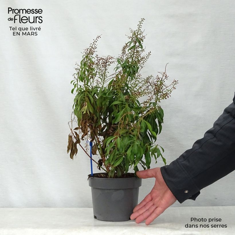Exemplar von Schattenglöckchen Pink passion - Pieris japonica Topf mit 2L/3L wie im Frühjahr geliefert