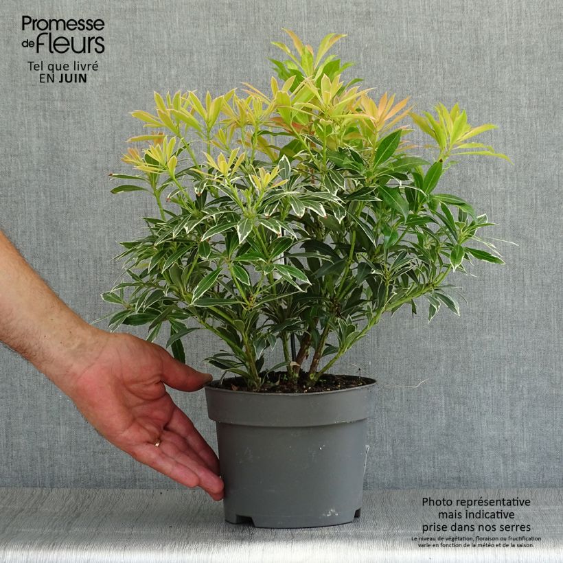 Exemplar von Schattenglöckchen Flaming Silver - Pieris japonica Topf mit 2L/3L wie im Sommer geliefert