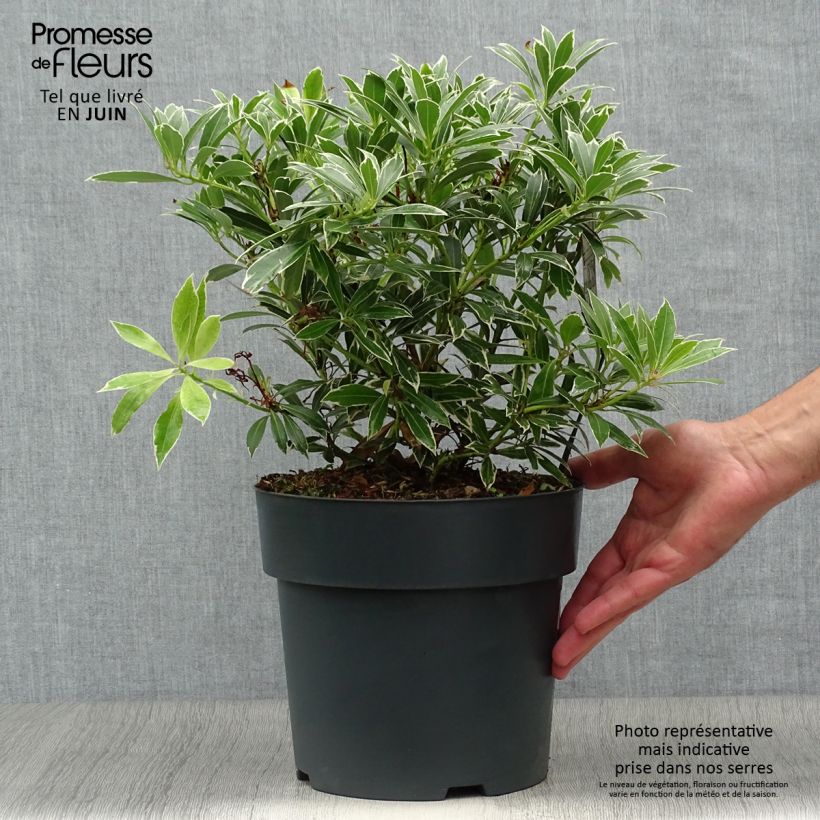 Exemplar von Schattenglöckchen Flaming Silver - Pieris japonica Topf mit 4L/5L wie im Sommer geliefert