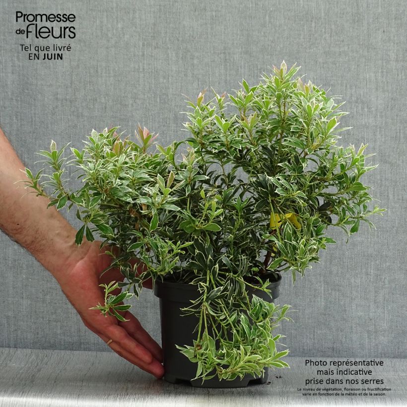 Exemplar von Schattenglöckchen Little Heath - Pieris japonica Topf mit 2L/3L wie im Sommer geliefert