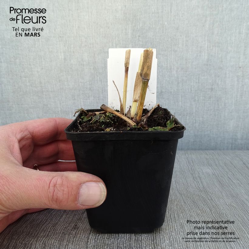 Exemplar von Andropogon gerardii Blackhawks - Bartgras, Gambagras Kleine Töpfe von 8/9 cm wie im Winter geliefert