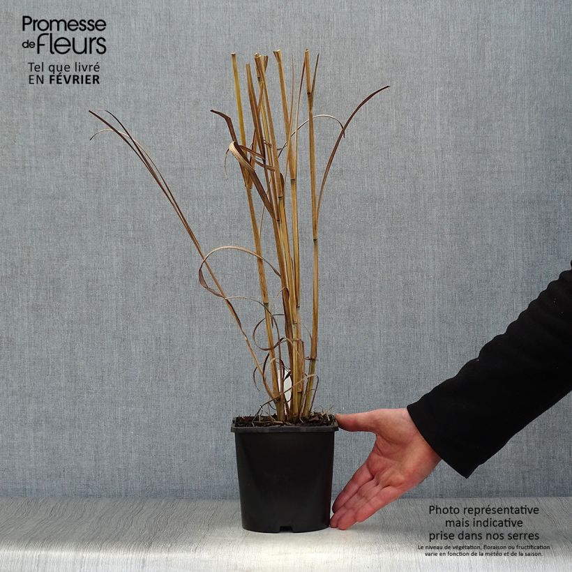 Exemplar von Andropogon gerardii Blackhawks - Bartgras, Gambagras Topf mit 2L/3L wie im Winter geliefert