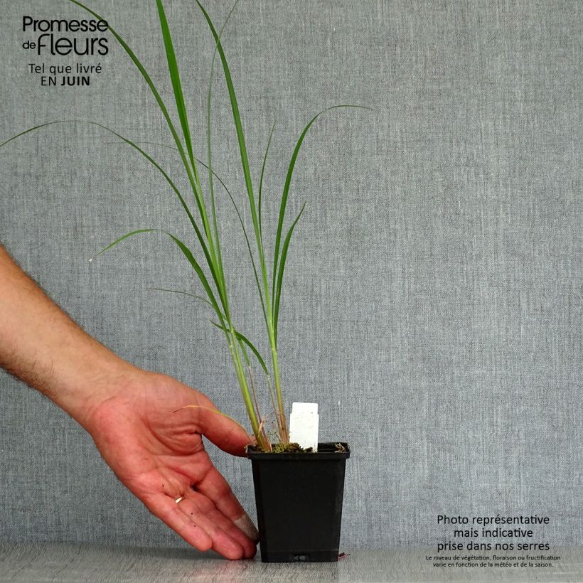 Exemplar von Andropogon gerardii Prairie Sommer - Bartgras, Gambagras Kleine Töpfe von 8/9 cm wie im Sommer geliefert