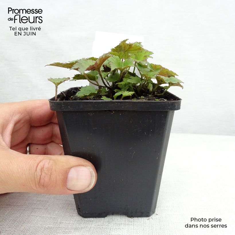 Exemplar von Anemone hupehensis Praecox - Chinesische Herbst-Anemone Kleine Töpfe von 8/9 cm wie im Sommer geliefert