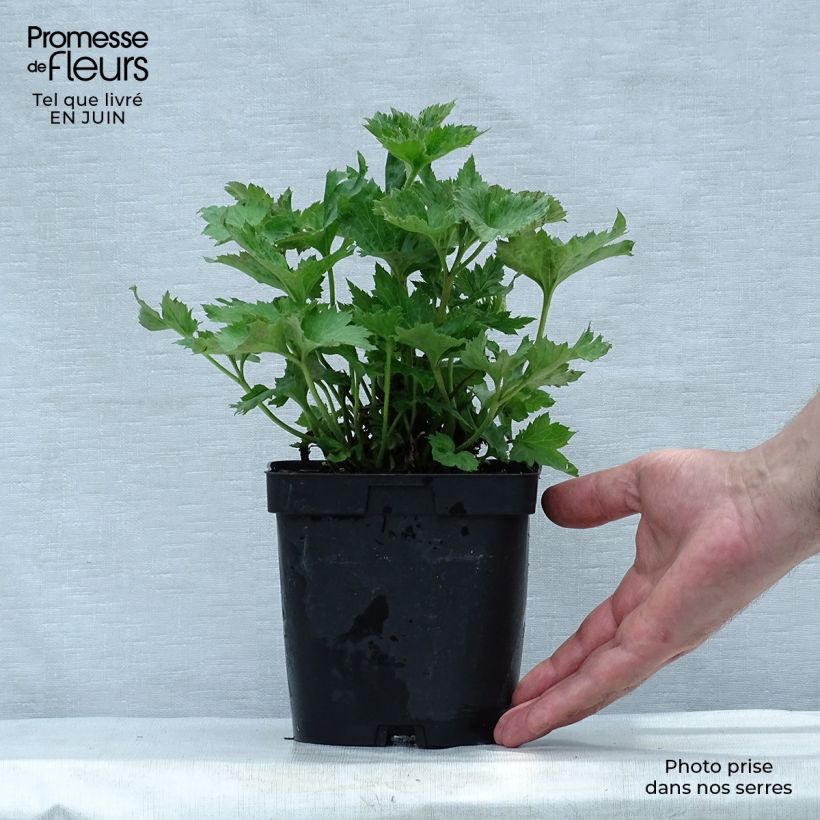 Exemplar von Anemone Königin Charlotte - Japan-Herbst-Anemone Topf mit 2L/3L wie im Sommer geliefert