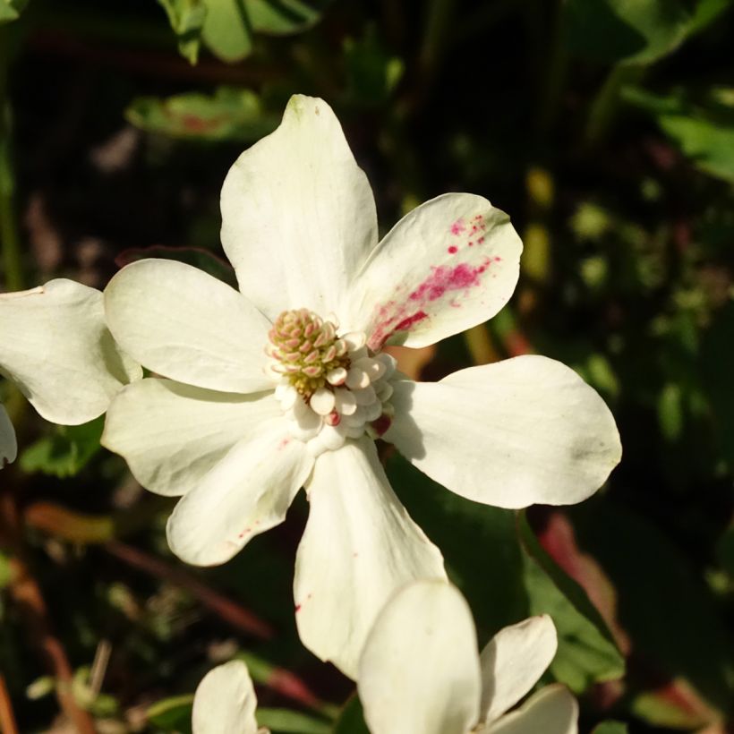 Anemopsis californica - Kalifornische Eidechsenschwanz (Blüte)