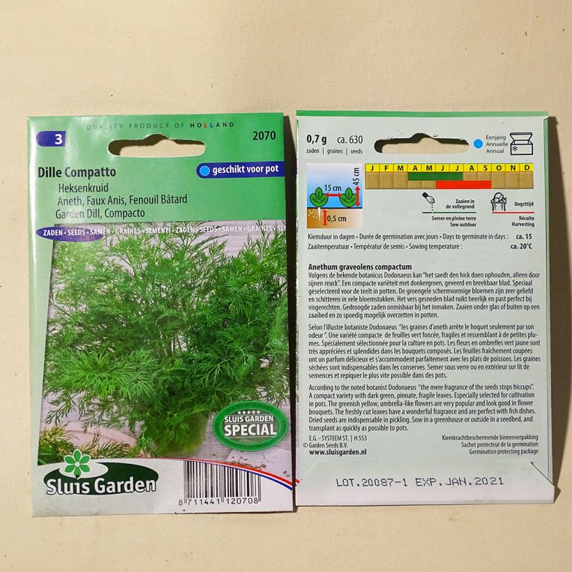 Beispiel eines Exemplars von Dill compatto - Anethum graveolens die Tüte mit 400 Samen (1g) wie geliefert
