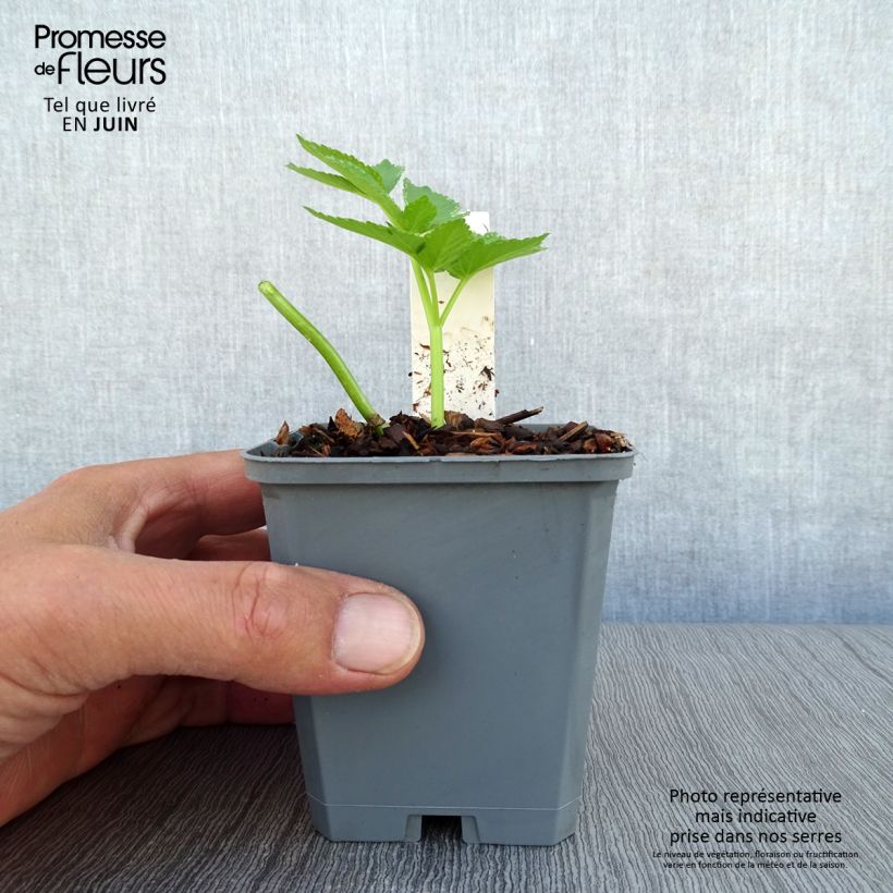 Exemplar von Echte Engelwurz - Angelica archangelica Kleine Töpfe von 7/8 cm wie im Sommer geliefert