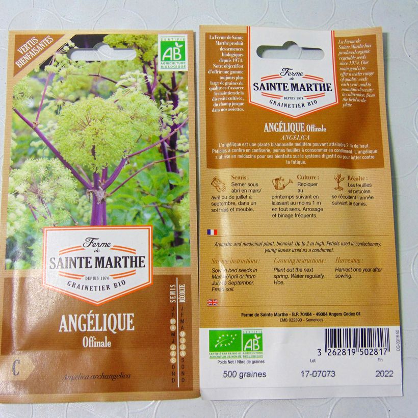 Beispiel eines Exemplars von Echte Engelwurz Bio - Angelica archangelica die Tüte mit 400 Samen (2g) wie geliefert