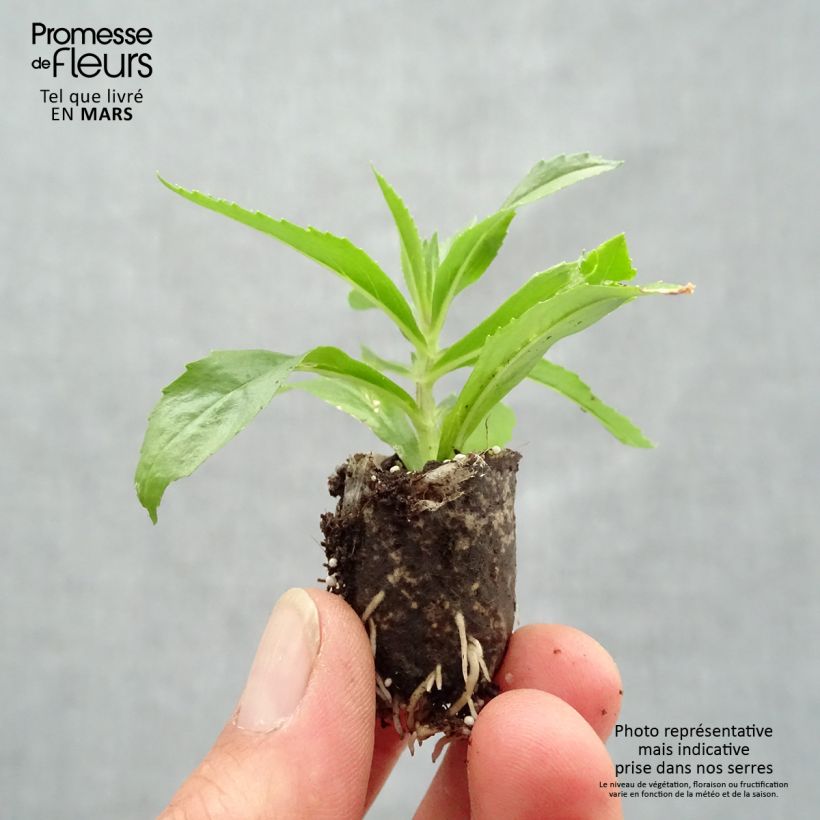 Exemplar von Angelonia angustifolia Angelface Blue - Engelsgesicht Mini-Plug Ø 1,5/2,5 cm wie im Frühjahr geliefert