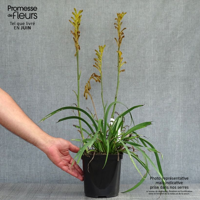 Exemplar von Anigozanthos flavidus Bush Bonanza - Känguruhblume Topf mit 2L/3L wie im Sommer geliefert