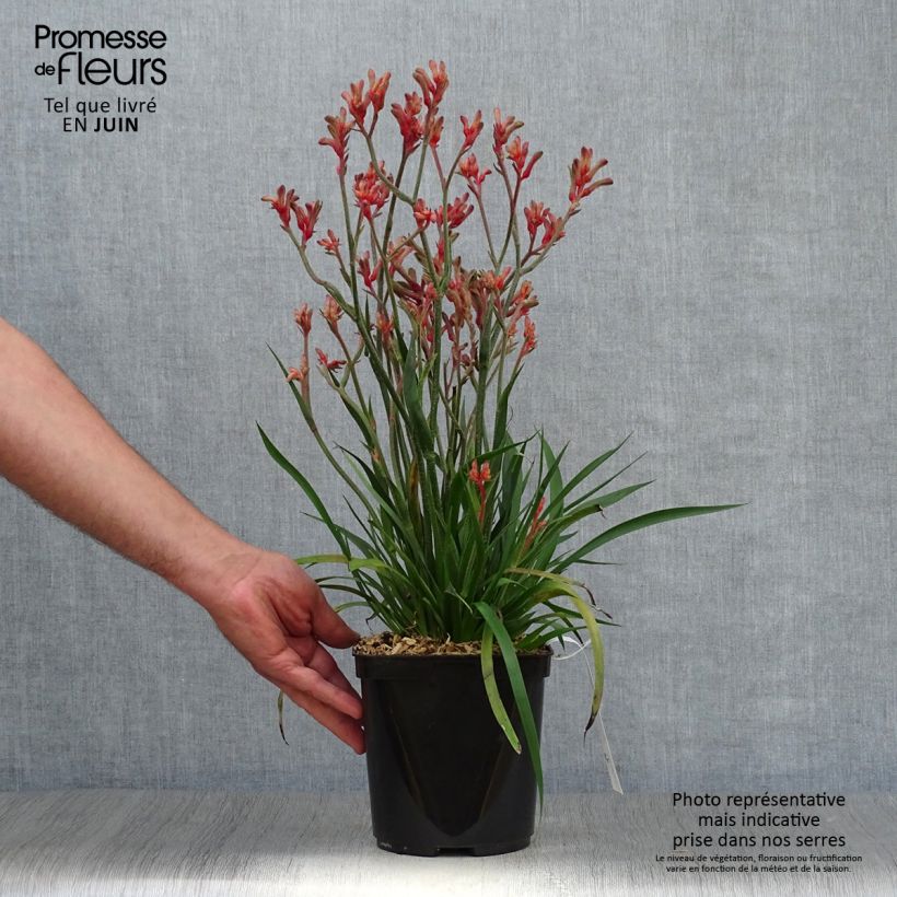 Exemplar von Anigozanthos flavidus Bush Inferno - Känguruhblume Topf mit 3L/4L wie im Sommer geliefert