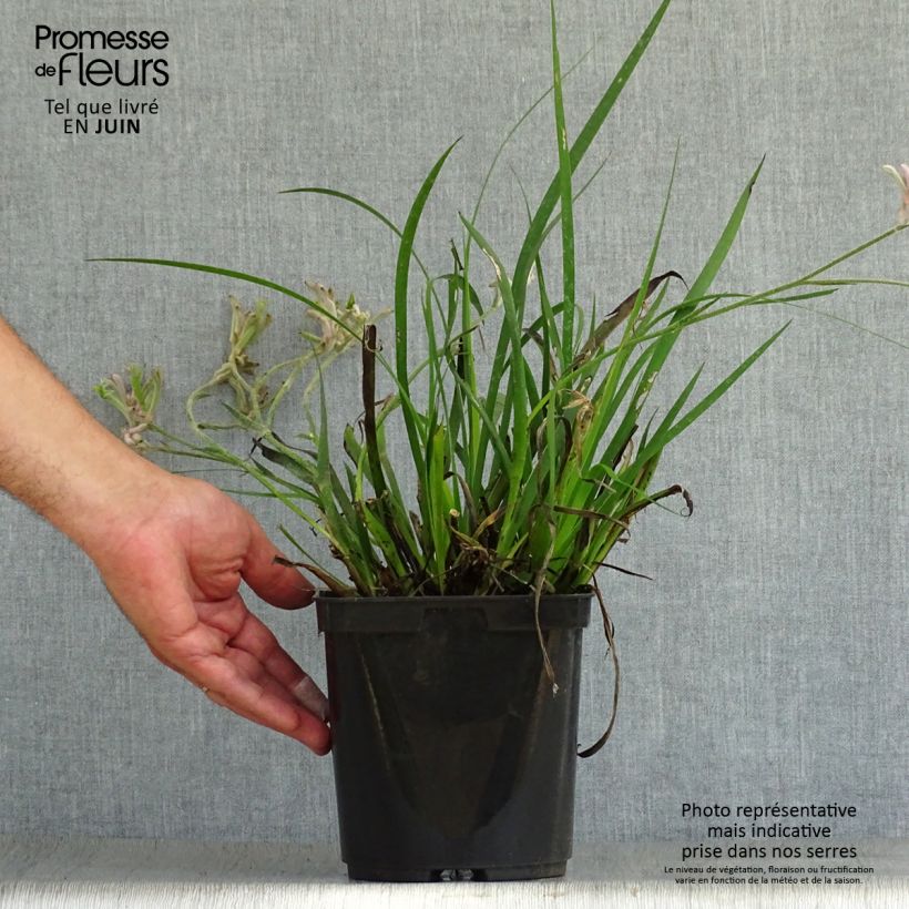 Exemplar von Anigozanthos flavidus Bush Pearl - Känguruhblume Topf mit 2L/3L wie im Sommer geliefert