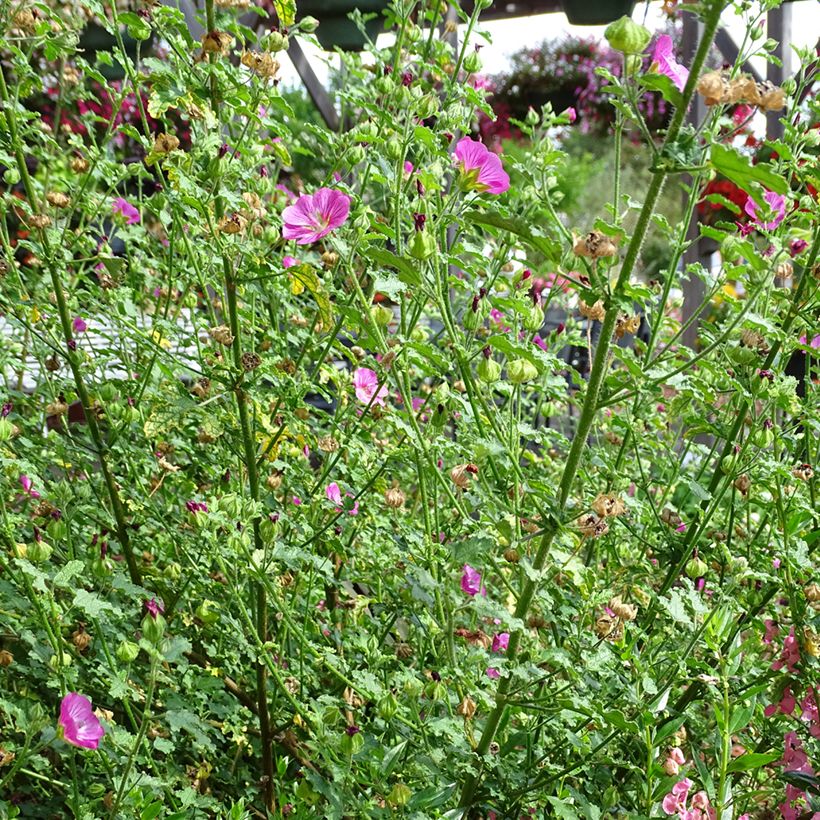 Anisodontea Lady in Pink - Anisodontea (Hafen)