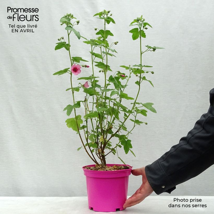Exemplar von Anisodontea capensis El Rayo - Anisodontea Topf mit 1,5L/2LGelieferte Höhe ca. 15/20cm wie im Frühjahr geliefert