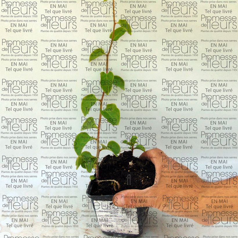 Beispiel eines Exemplars von Anredera cordifolia - Resedenwein Zwiebel wie geliefert