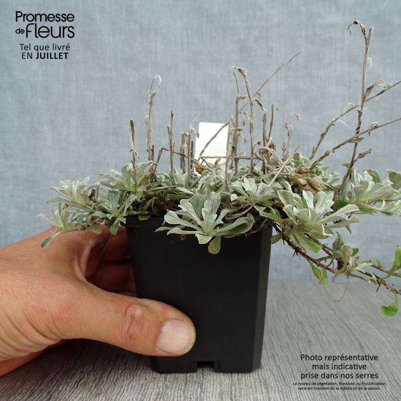 Exemplar von Antennaria dioica var. borealis - Gemeines Katzenpfötchen Kleine Töpfe von 8/9 cm wie im Sommer geliefert