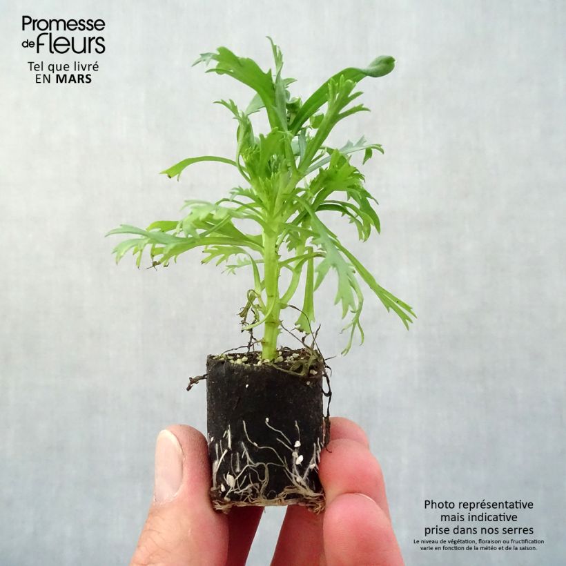 Exemplar von Kanarische Strauch-Margerite Everest White - Argyranthemum frutescens Mini-Plug Ø 3/4 cm wie im Frühjahr geliefert