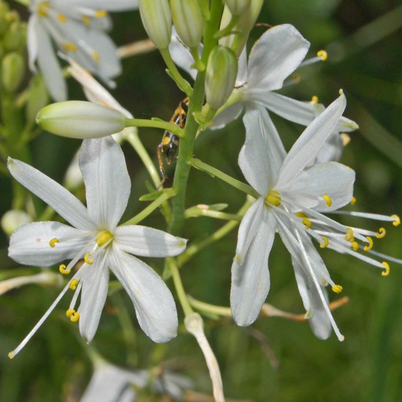 Anthericum ramosum - Ästige Graslilie (Blüte)