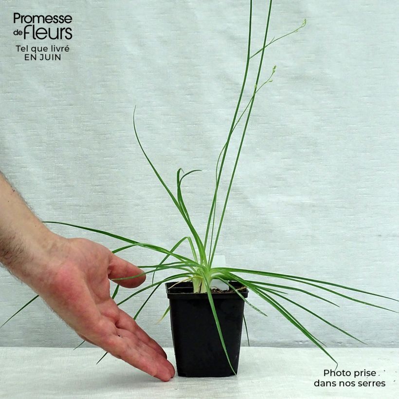 Exemplar von Anthericum ramosum - Ästige Graslilie Kleine Töpfe von 8/9 cm wie im Sommer geliefert
